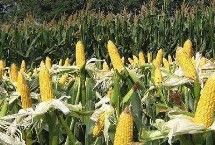 合育58玉米栽培技術(shù)要點(diǎn)，適宜密度為4500株/畝左右