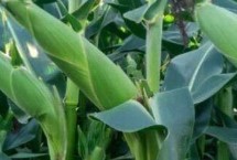 登海圣豐168玉米栽培技術(shù)要點(diǎn)，適宜密度為每畝5000株左右