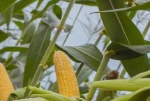鄭原玉806玉米栽培技術(shù)要點，中抗小斑病