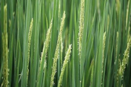 鹽粳16號水稻栽培技術(shù)要點，播種前用藥劑浸種