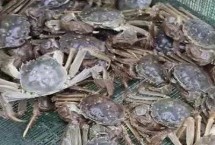 螃蟹養(yǎng)殖需要什么條件，養(yǎng)殖前要定時(shí)檢查池塘