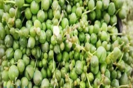 翡翠珠簡介，每隔4-5天澆一次即可