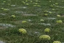 寧夏硒砂瓜幾月份上市，隨著種植年限的增長(zhǎng)會(huì)讓土壤的水肥快速流失
