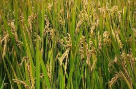 夢兩優(yōu)827水稻栽培技術(shù)要點(diǎn)，全生育期119.3天