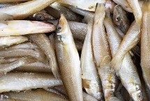 沙丁魚(yú)和青條魚(yú)的區(qū)別，科目和外形都不同