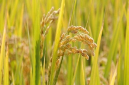 晶兩優(yōu)7818水稻栽培技術要點，全生育期為155.6天