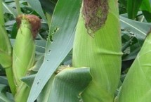 宏碩2008玉米栽培技術(shù)要點，注意防治易感病害