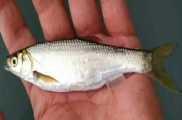 白條魚的作釣技巧，腥餌還是香餌效果都很不錯(cuò)