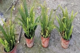 腎蕨是什么植物，通常每隔3-4天澆1次水