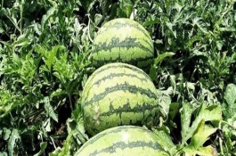 懶漢西瓜品種介紹，種植前需浸種