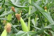 景陽(yáng)336玉米栽培技術(shù)要點(diǎn)，4月中上旬播種