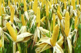豐田833玉米栽培技術(shù)要點(diǎn)，高抗莖腐病0%HR