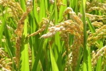 徽兩優(yōu)2036水稻栽培技術(shù)要點(diǎn)，全生育期133.0天