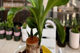 盆栽巴西木要注意什么，要將其搬到室內(nèi)溫暖的環(huán)境下養(yǎng)護(hù)