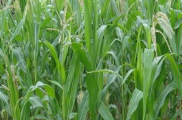 鑫達(dá)8號玉米栽培技術(shù)要點(diǎn)，中抗大斑病5MR