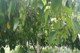 種植技術(shù)，一般采用硬枝扦插方法進(jìn)行育苗