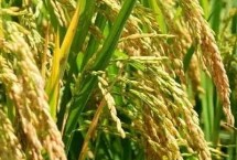 糧食農(nóng)作物可以分為哪三類，不同地區(qū)的主要作物不同