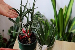 盆栽蘆薈多久澆一次水，要提前一星期左右對(duì)植株澆水一次