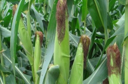 富爾116玉米栽培技術(shù)要點，畝種植密度4500株