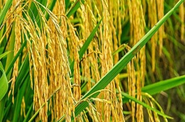 方圓3號(hào)水稻栽培技術(shù)要點(diǎn)，糯稻品種