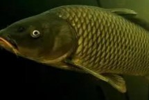 螺鯉123號(hào)哪種釣鯉魚(yú)效果好，是常用的商品餌料