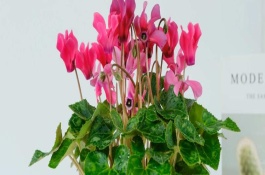 仙客來開花后怎么管理，每隔3-5天澆一次水