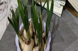 水仙花徒長怎么辦，可能是缺少光照或養(yǎng)分不足所致