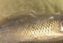 鯉魚選擇釣底還是釣浮，選擇1-3米水深較好