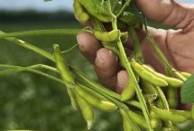 龍墾3425大豆栽培技術(shù)要點，5月上中旬播種