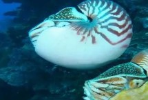 海螺如何生長出來，是頭足綱軟體動物不是海螺