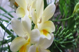 香雪蘭經(jīng)過多長時(shí)間才發(fā)芽，兩者是同一種植物
