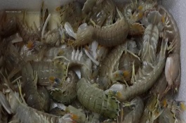 皮皮蝦死亡后能否食用，常用水養(yǎng)法和冰箱冷藏法