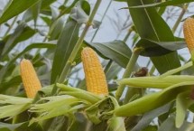 萬豐31號玉米栽培技術(shù)要點，防治雜草