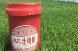 對水稻使用壯秧劑之后為什么不能施肥，通常在秧苗移栽后使用