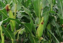 甘農211玉米栽培技術要點，種植密度每畝5000株
