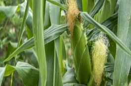 DH606玉米栽培技術要點，4月下旬至5月上旬播種