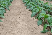 辣椒苗冬季如何防凍害，進(jìn)入花期之后要降低濕度、增加光照