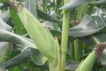 冠粒601玉米栽培技術(shù)要點(diǎn)，適宜播種期4月下旬至5月上旬
