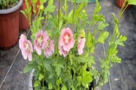 家里可以養(yǎng)木槿花嗎，家里不適合養(yǎng)木槿花