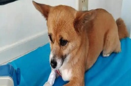 如何預防狗狗感冒，通常不會傳染給狗。
