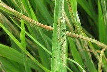 稻縱卷葉螟發(fā)生規(guī)律，7月上中旬至8月中旬進(jìn)行