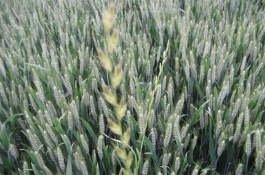 運旱805小麥栽培技術(shù)要點，適宜播量每畝8-9公斤