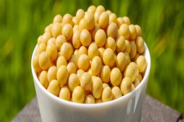 徐豆24大豆栽培技術(shù)要點(diǎn)，每畝留苗1.2萬~1.4萬株