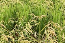 色香優(yōu)7號水稻栽培技術(shù)要點，桂南晚稻7月10日前播種