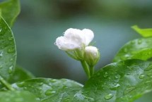 茉莉花適合什么土壤生長，可以從5月持續(xù)到8月