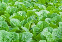 大棚蔬菜冬天怎么控溫，可主施腐熟的有機(jī)肥、減少氮肥用量