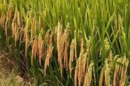 早秈18水稻栽培技術(shù)要點(diǎn)，比對(duì)照品種竹青遲熟1天