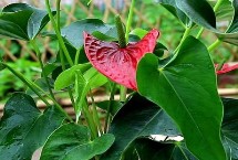 紅掌爛根的發(fā)生規(guī)律，先洗根再剪掉爛根