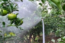 蘋果樹缺鈣的癥狀有哪些，分別在落花后、膨大期、采摘前追施