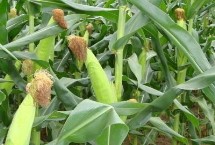 渭科12玉米栽培技術(shù)要點(diǎn)，注意防治病蟲(chóng)害